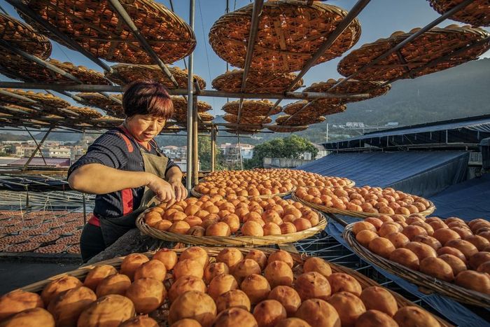 Theo những nghệ nhân trong nghề, người ta chỉ thu hoạch quả để làm hồng khô sau tiết sương giáng (khoảng từ 23/10-6/11). Khi đó, hồng mới chín hoàn toàn và đạt hàm lượng đường cao nhất. Thời gian thu hoạch có thể ảnh hưởng đến chất lượng của sản phẩm. Ảnh: Rongmao Yang.
