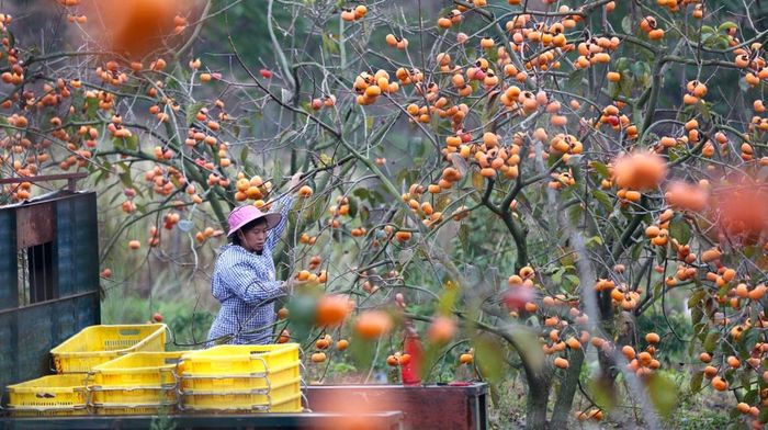 Trong quá khứ, hồng được coi là cây lương thực quan trọng ở vùng Đông Á. So với táo, hồng có hàm lượng chất xơ và một số khoáng chất cao hơn. Ảnh: SkyPixel.