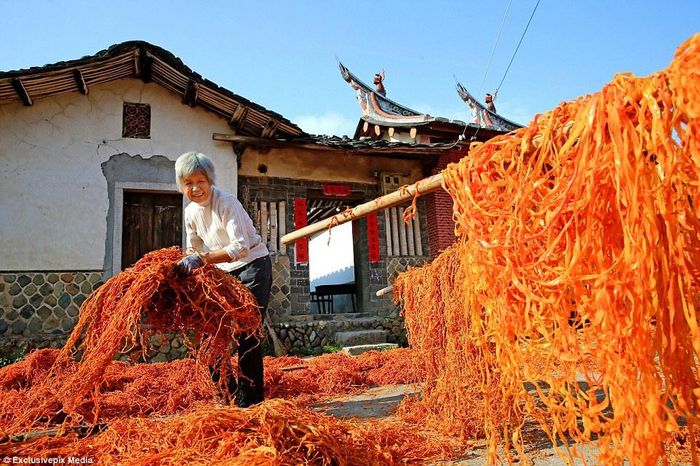 Không phần nào của quả hồng bị bỏ phí. Những người dân trong vùng dùng vỏ hồng làm thức ăn cho gia súc. Ảnh: Reuters.