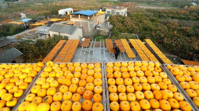  Hồng khô trong tiếng Trung gọi là Shibing. Nghề làm hồng truyền thống của Trung Quốc có lịch sử hàng nghìn năm. Ảnh: SkyPixel. 