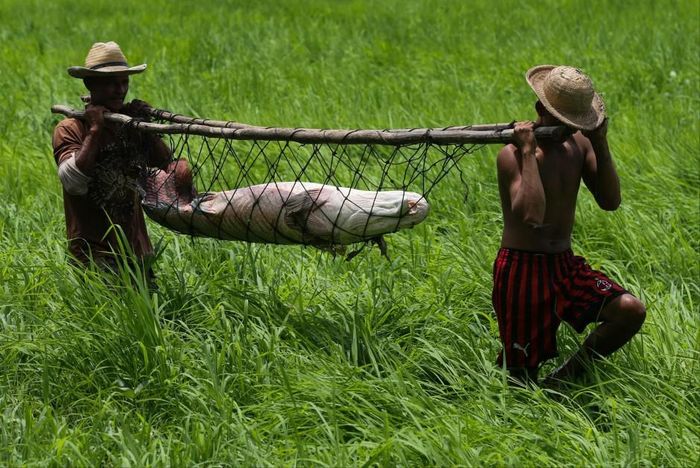 Dự án đánh bắt cá pirarucu bền vững đã đi vào hoạt động từ năm 1999. Nhờ đó, số lượng cá pirarucu được ước tính lên tới 190.000 con vào năm ngoái. 