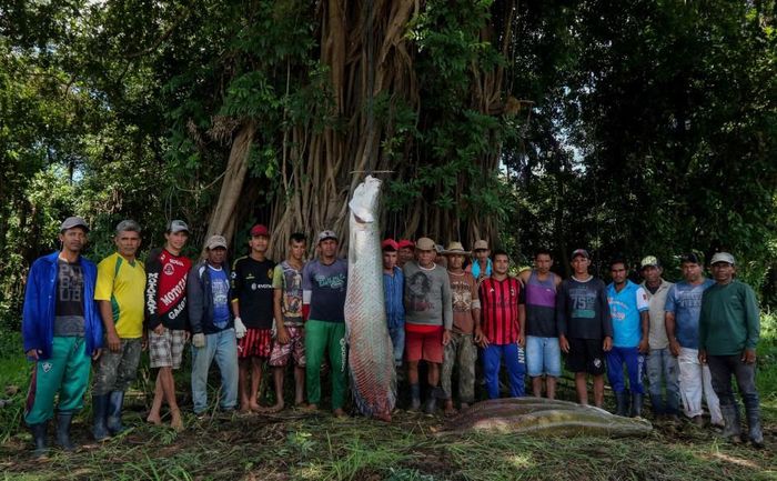 Khi treo thẳng đứng, con pirarucu còn cao hơn cả người bình thường. May mắn là loài vật này dễ tồn tại trong môi trường nuôi nhốt. Điều quan trọng duy nhất là đảm bảo đầy đủ thức ăn cho chúng vì con trưởng thành có thể tăng 10 kg mỗi năm.