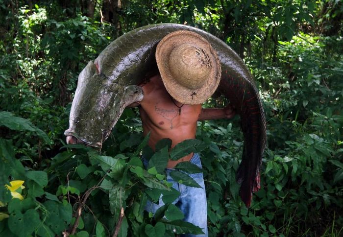 Đối với dân địa phương, thịt cá pirarucu nổi tiếng thơm ngon và là nguồn dinh dưỡng quý giá. Vì vậy, cá pirarucu bị đánh bắt rất nhiều và từng có nguy cơ tuyệt chủng. Kích thước của chúng cũng giảm đi so với trước đây. Nghiên cứu hồi năm 2002 cho thấy chỉ còn khoảng 800 con cá pirarucu trong tự nhiên.
