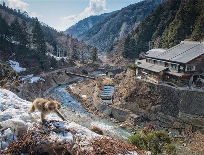 Công viên Jigokudani (ở tỉnh Nagano, Nhật Bản) nổi tiếng với nhiều suối nước nóng lộ thiên. Tuy nhiên, băng tuyết luôn bao phủ quanh năm nên du khách ghé chân đến đây chỉ có những chú khỉ tuyết. 160 cá thể khỉ đã biến công viên Jigokudani trở thành "khu nghỉ dưỡng" có "1-0-2" trên thế giới.