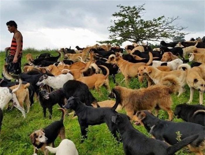 Thuộc địa phận của đất nước xinh đẹp Costa Rica, Territorio de Zaguates-chính là "thiên đường" của loài chó. Bởi đây là ngôi nhà chung của 900 chú chó hoang được một tổ chức tình nguyện tư nhân đem về từ khắp nơi trên thế giới