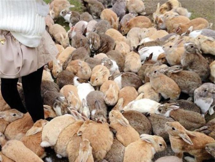 Mỗi năm, hòn đảo đón gần 100.000 khách du lịch vì những chú thỏ ở đây rất thân thiện và hiếu khách. Đây cũng là địa điểm check-in tuyệt vời bởi khung cảnh tuyệt đẹp, đặc biệt là mùa hoa anh đào nở