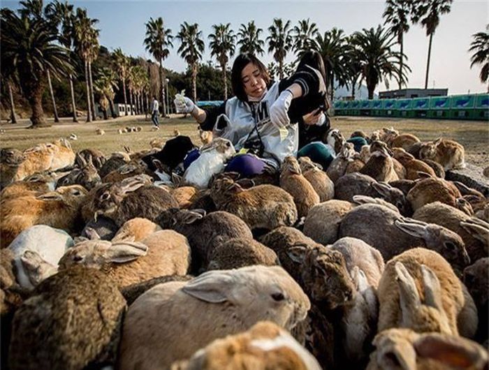 Okunoshima hay còn được gọi là "đảo thỏ", là một hòn đảo nhỏ thuộc thành phố Takehara, tỉnh Hiroshima, Nhật Bản. Sở dĩ gọi như vậy vì "cư dân" của đảo chính là... loài thỏ. (Khoảng 300 cá thể)