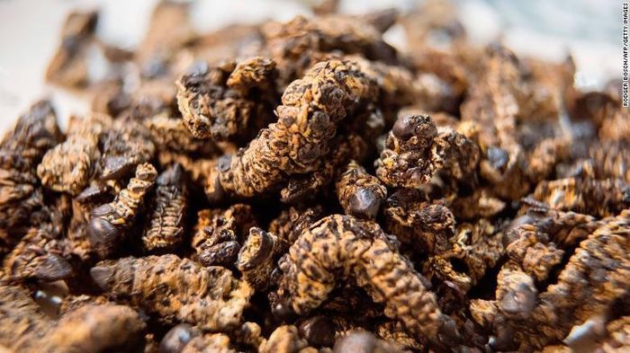 Ngay cả loài sâu mopane khổng lồ cũng được tận dụng triệt để làm nguồn thực phẩm. Đây là ấu trùng của bướm đêm hoàng đế, loài bướm lớn nhất thế giới. Mỗi con sâu mopane lớn như điếu xì gà và chứa đến 60% protein, 17% chất béo.