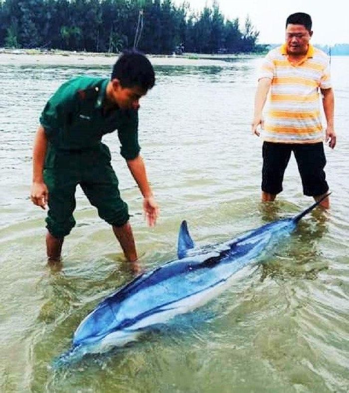 Chú cá heo lụy bờ được mọi người đưa trở lại biển