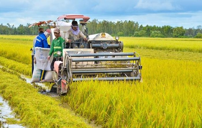 Nông dân thu hoạch lúa ở Đồng bằng sông Cửu Long. Ảnh: toquoc.vn