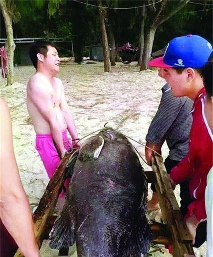 Hải Tình A Đạt cũng cho biết, con cá khổng lồ này là "cố nhân" của anh, rất nhiều người đã từng nhìn thấy con cá khủng xuất hiện tại vùng biển nhưng không ngờ hôm nay nó lại sa lưới. (Theo Sina)