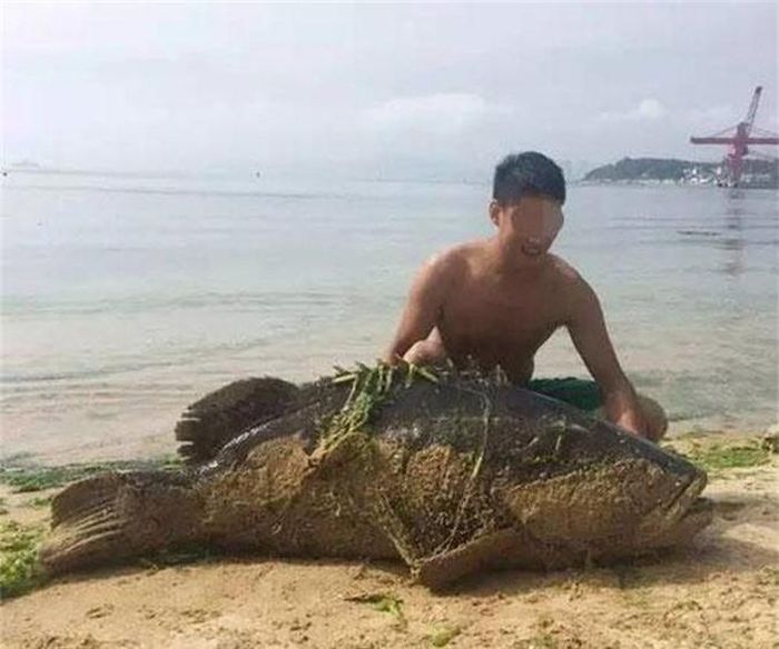 Vừa qua, ở Quảng Đông, Trung Quốc, một du khách bắt được một con cá mú khổng lồ dài gần 2m, nặng 125kg, gây xôn xao dư luận. (Theo Sina)