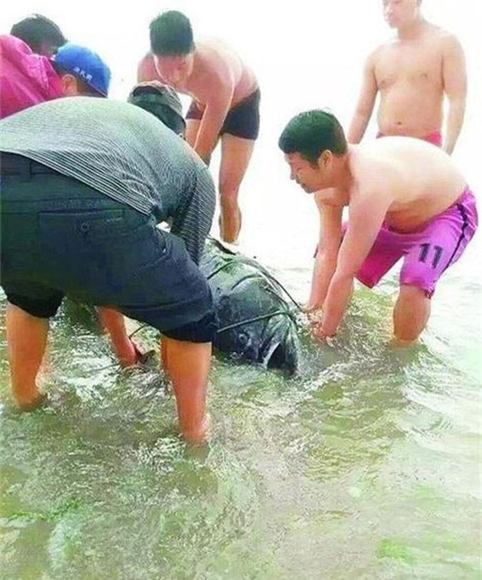 Theo một ngư dân địa phương gọi là Hải Tình A Đạt thì hôm đó du khách này quăng lưới bắt cá thì bỗng thấy lưới nặng bất ngờ. Xem kỹ thì có một con đã mắc lưới. Người dân tới vây xem và giúp đỡ kéo lưới. (Theo Sina)