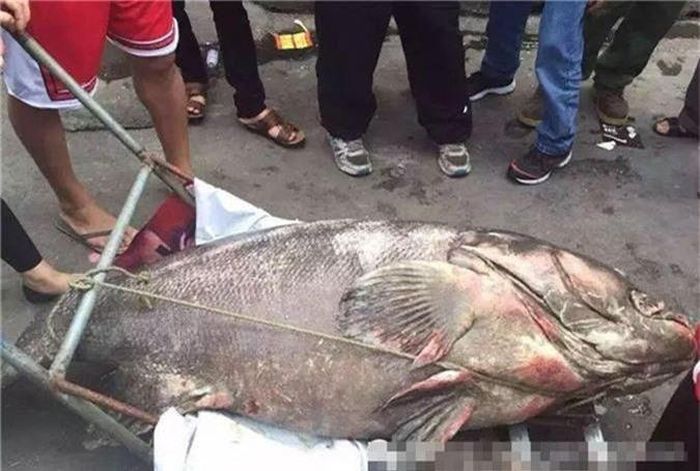 Khi câu được loài cá này, các cá nhân, tổ chức cần phải thả ngay lập tức và vô điều kiện con cá về môi trường sống của nó. (Theo Sina)