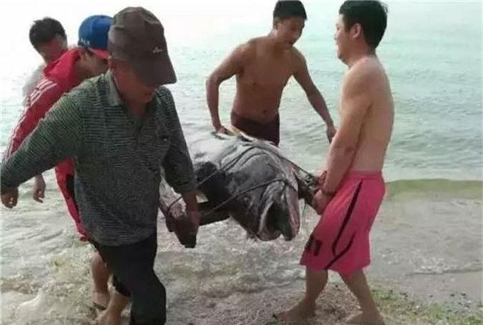 Rất nhiều người ghen tị với du khách may mắn câu được cá mú khổng lồ. Tuy nhiên, rất có thể khu du lịch sinh thái và du khách này sẽ gặp rắc rối bởi theo chính sách bảo tồn động vật hoang dã của tỉnh Quảng Đông, cá mú khổng lồ hoang dã là một trong những động vật chủ chốt cần được bảo vệ. (Theo Sina)