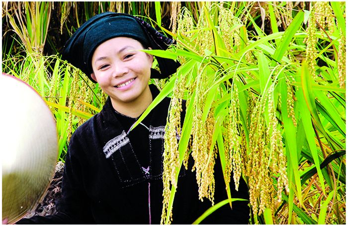  Thiếu nữ La Chí ở bản Phùng bên lúa.