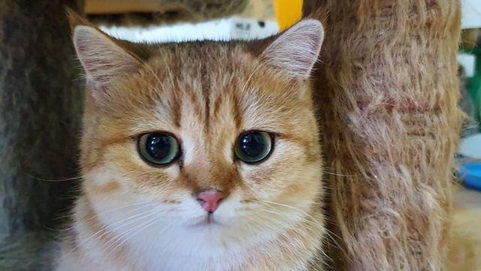Chú mèo Black Golden có khuông mặt vô cùng đáng yêu với đôi mắt màu xanh lá to tròn.