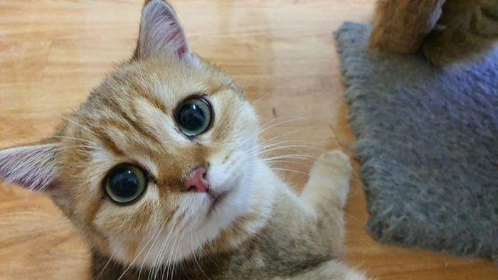 Nhìn lần đầu khá giống mèo Việt Nam