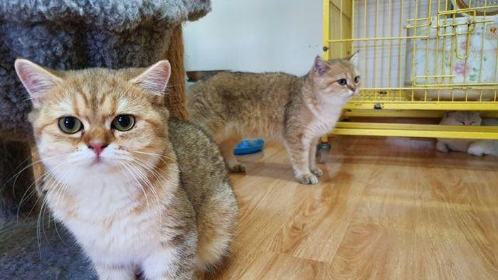 Mỗi chú mèo con sinh sản ở Việt Nam thôi cũng đã có giá 20 - 25 triệu đồng.