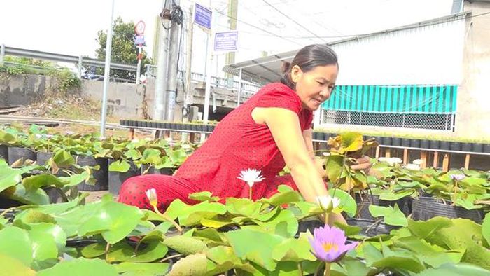 Bông súng kiểng dễ trồng lại đắt khách nên mang lại thu nhập hấp dẫn cho người trồng