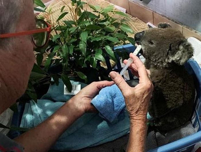 Các chuyên gia lo ngại cho các sinh vật hoang dã đặc hữu trong những cánh rừng bạch đàn của Australia, chẳng hạn như gấu Koala 