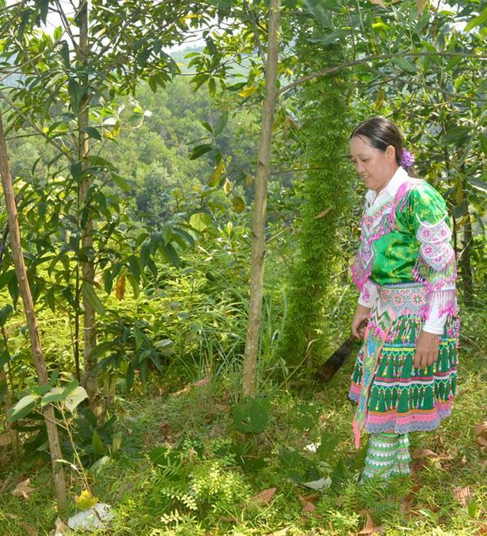 Chị Hoàng Thị Song, người uy tín thôn Quảng Tân, xã Yên Lâm (Hàm Yên) phát triển kinh tế rừng.