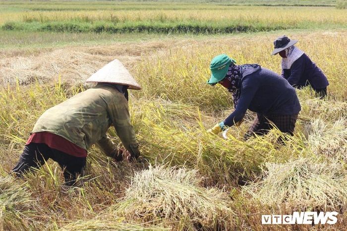 Mùa lúa chín, khắp Chư Pah như được rải đều một lớp mật vàng óng ánh. Không gian tỏa mùi thơm của lúa mới, mùi ngai ngái của thân rạ tươi tạo nên một bầu không khí đặc biệt. Các gia đình đều huy động tối đa nhân lực ra đồng gặt lúa. 