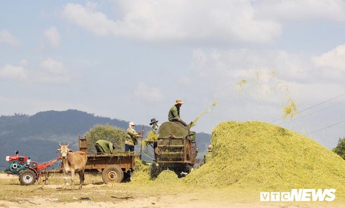 Rơm vàng vun thành đống bên máy tuốt lúa, nổi bật giữa nền xanh của núi rừng. 