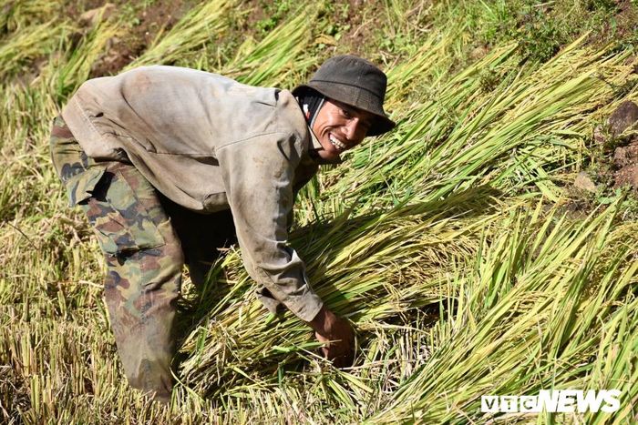 Nụ cười thu hoạch đầy chất phác của người đổ mồ hôi để đổi lấy những hạt lúa vàng.