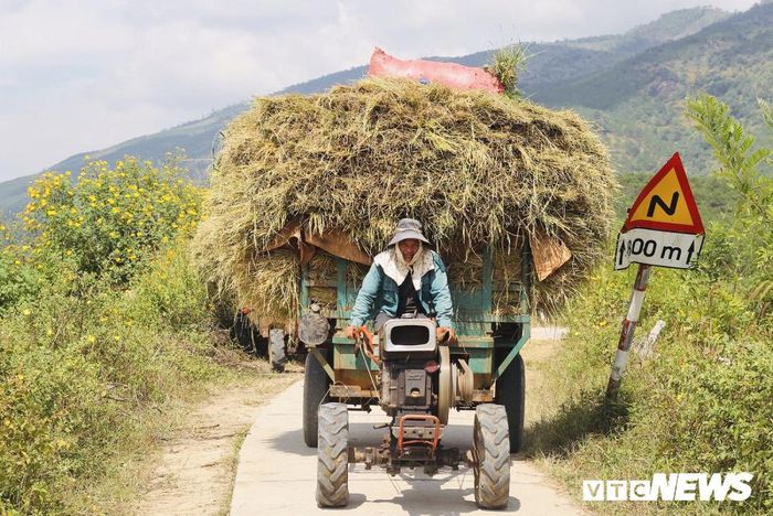 Từng tốp xe công nông chở lúa chất cao quá đầu người chạy trên đường làng. 