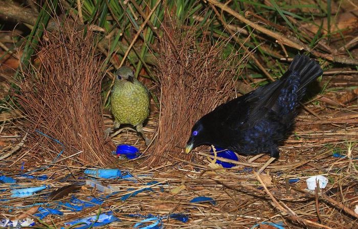 Loài Ptilonorhynchus violaceus (lông đen, mắt xanh) sẽ thu thập các vật thể có màu sắc rực rỡ để tô điểm ngôi nhà. Trong khi đó, chim đực Amblyornis flavifrons (đỉnh đầu có lông vàng rực) sẽ trang trí tổ bằng trái cây nhiều màu. Loài Sericulus aureus (bộ lông màu vàng cam và đen) dùng nước bọt màu xanh lá cây để thu hút con mái. Ảnh: WordPress. 