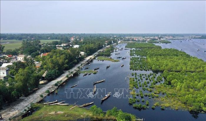 Toàn tỉnh Thừa thiên Huế đã trồng được 160 ha rừng ngập mặn.