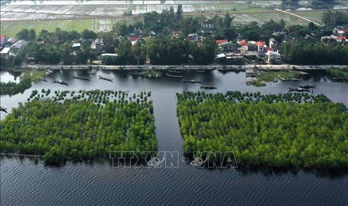 Rừng ngập mặn như những bức bình phong bảo vệ an toàn cho thuyền bè neo đậu và nhà cửa của người dân phía trong đầm phá Tam Giang ở khu vực xã Quảng Lợi, huyện Quảng Điền.