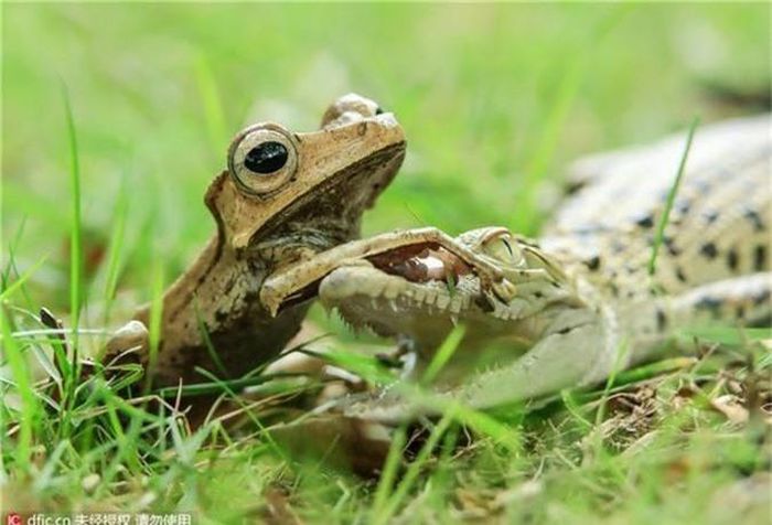 Có vẻ việc hàng ngày hàng giờ leo trèo nhảy nhót có tác dụng lên cơ chân của ếch cây rất nhiều. Gần như ngay lập tức cá sấu con bị ếch cây dũng cảm đóng chặt mõm, không thể làm gì. (Theo Sina)