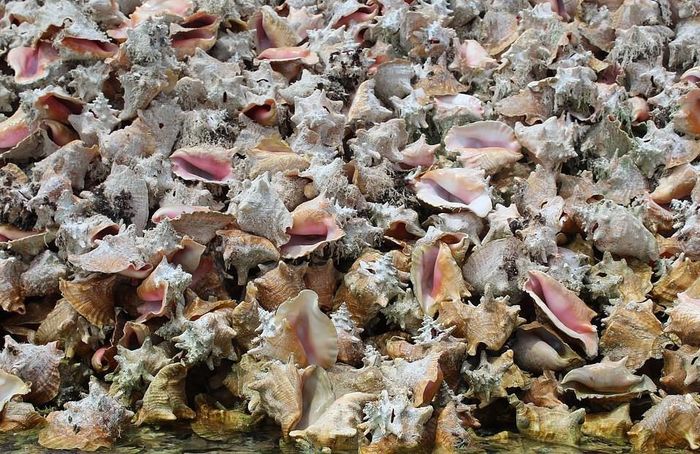 Trong nhiều năm, đảo Conch thu hút rất nhiều khách du lịch. Ngày nay, những hình ảnh về hiện tượng này xuất hiện thường xuyên trên mạng xã hội, khi du khách đi thuyền ghé thăm hòn đảo.