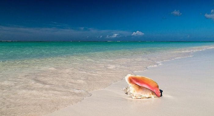Du khách gọi đảo Conch là điểm lặn biển tốt nhất trong quần đảo Virgin. Đây không phải là hòn đảo duy nhất có sắc hồng kỳ lạ. Bạn có thể tìm thấy đảo tương tự ngoài khơi bờ biển Anegada. Hòn đảo này còn được biết đến với đàn hồng hạc tuyệt đẹp.