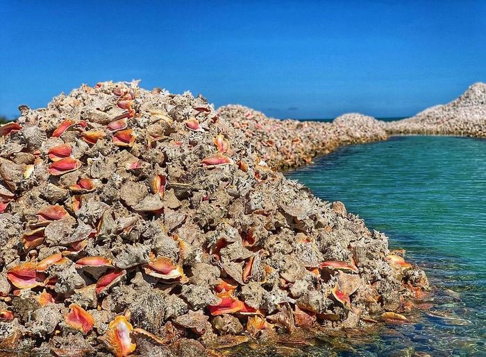 Trong nhiều thế hệ, ngư dân địa phương đã lặn xuống vùng biển ngoài khơi để thu hoạch ốc biển. Thịt ốc là món ngon của địa phương, được cho là có vị hơi giống tôm hùm. Mỗi lần lặn thành công, ngư dân lấy phần thịt ra và ném vỏ xuống cùng một khu vực. 