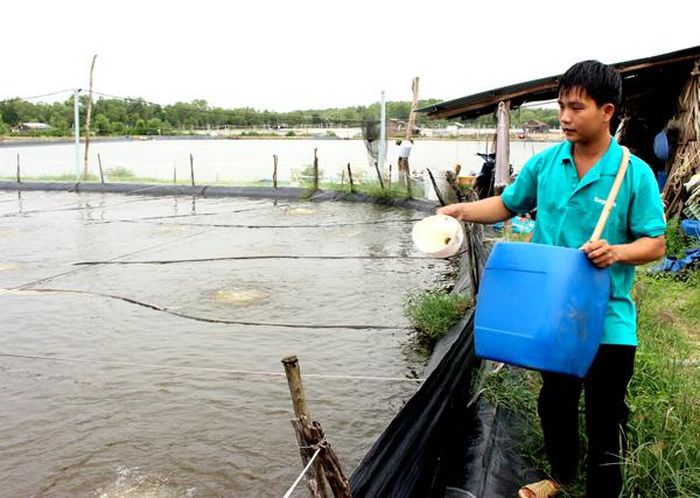 Nuôi tôm thẻ chân trắng công nghệ cao tại ấp Bà Trường, xã Phước An, huyện Nhơn Trạch