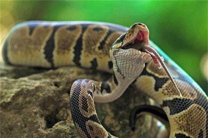 Những hình ảnh này được Erni Wijaya - chuyên viên giám sát tài chính chụp ở Jakarta, Indonesia