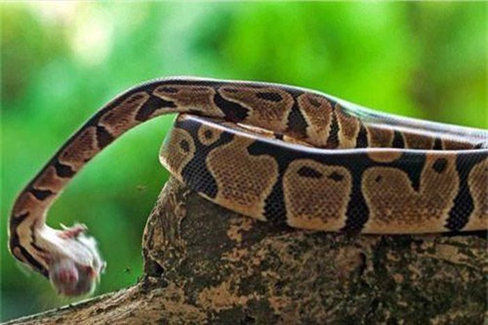 Chuột nằm gọn trong hàm của con trăn