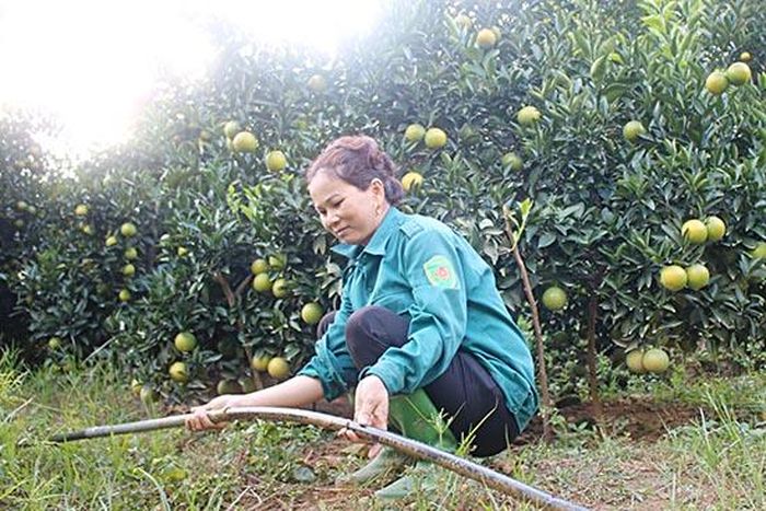 Gia đình chị Nguyễn Thị Phấn, bản Văn Phúc Yên, xã Mường Thải (Phù Yên) 