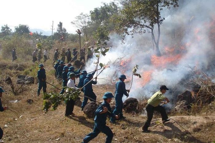 Lực lượng tại chỗ dập cháy rừng bằng cành cây và những phương tiện thô sơ.
