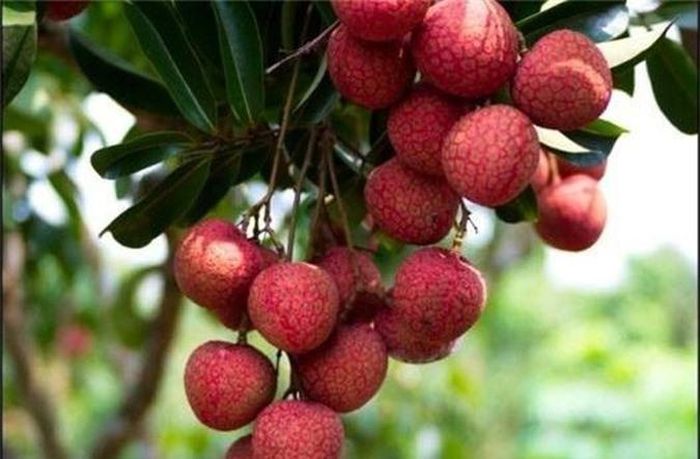 Vải thiều Thanh Hà được mệnh danh là “bà hoàng” của các loại vải. Vải thiều hạt nhỏ, màu nâu đen, cây vải tuổi càng cao thì hạt càng nhỏ, có nhiều trái gần như không có hạt và lớp cùi dày mọng nước.