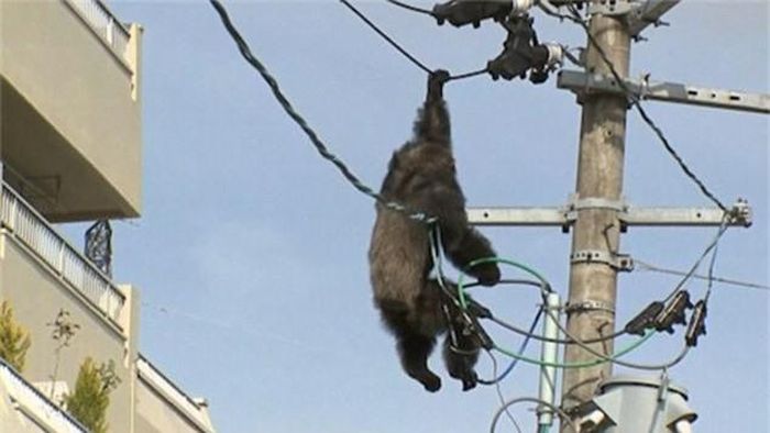 Nhận ra không thể khống chế ChaCha một cách bình thường, các nhân viên quyết định bắn tên tẩm thuốc mê để ChaCha mất kiểm soát. (Theo Dailymail)
