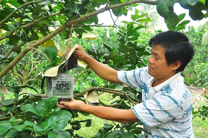 Bưởi tạo hình chữ Lộc