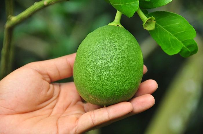 Bưởi tạo hình được chọn từ những trái đẹp