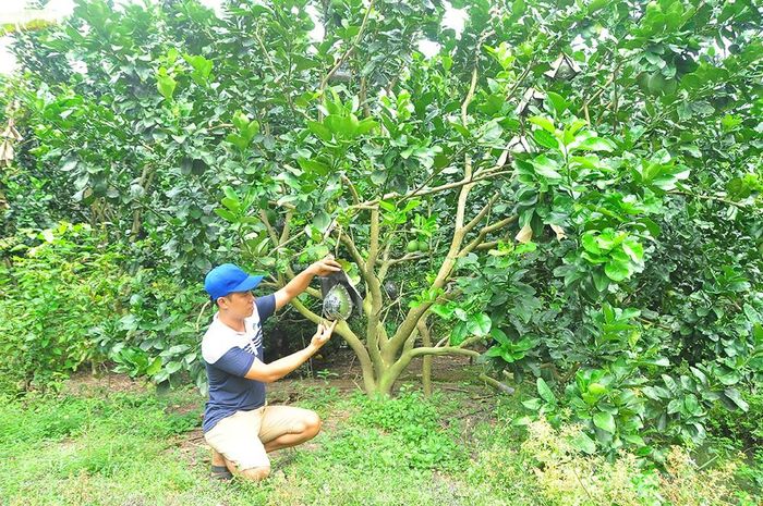 Bưởi đang trong giai đoạn tạo hình