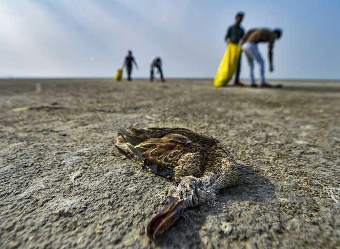 Anh Abhinav Vaishnav, 25 tuổi, một người theo dõi chim địa phương cho biết: "Chúng tôi chưa từng thấy điều tương tự trước đây, hơn 5000 con chim chết một cách bí ẩn trên diện tích rộng".