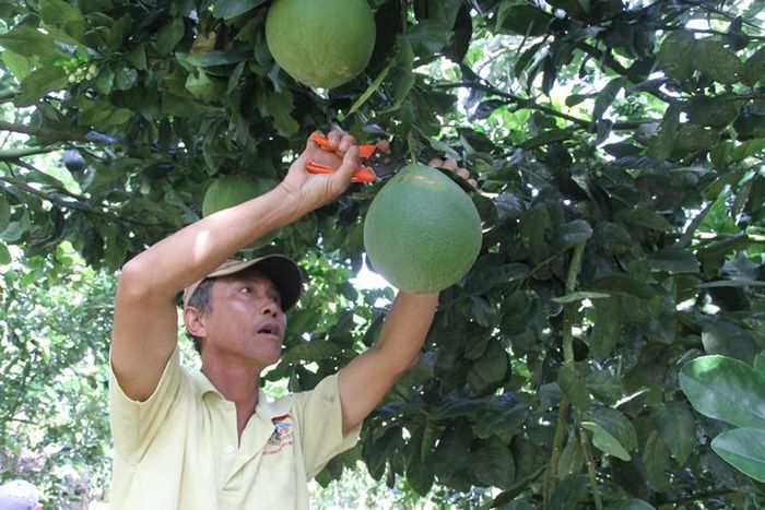 Đại đoàn kết dân tộc đã tạo nên sức mạnh tổng hợp, góp phần thi đua làm tốt các phong trào. Trong ảnh: Nông dân xã Lộc Nam (huyện Bảo Lâm) thu hoạch bưởi da xanh. Ảnh: Đông Anh