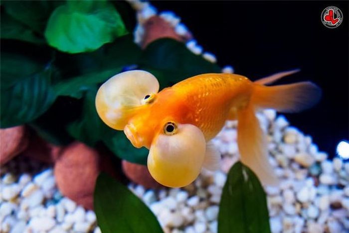 Cá vàng là động vật có trí nhớ rất ngắn. Đó là quan niệm sai lầm vì các nghiên cứu đã chỉ ra rằng cá vàng có khả năng ghi nhớ các tuyến đường phức tạp, thậm chí ghi nhớ âm thanh.
